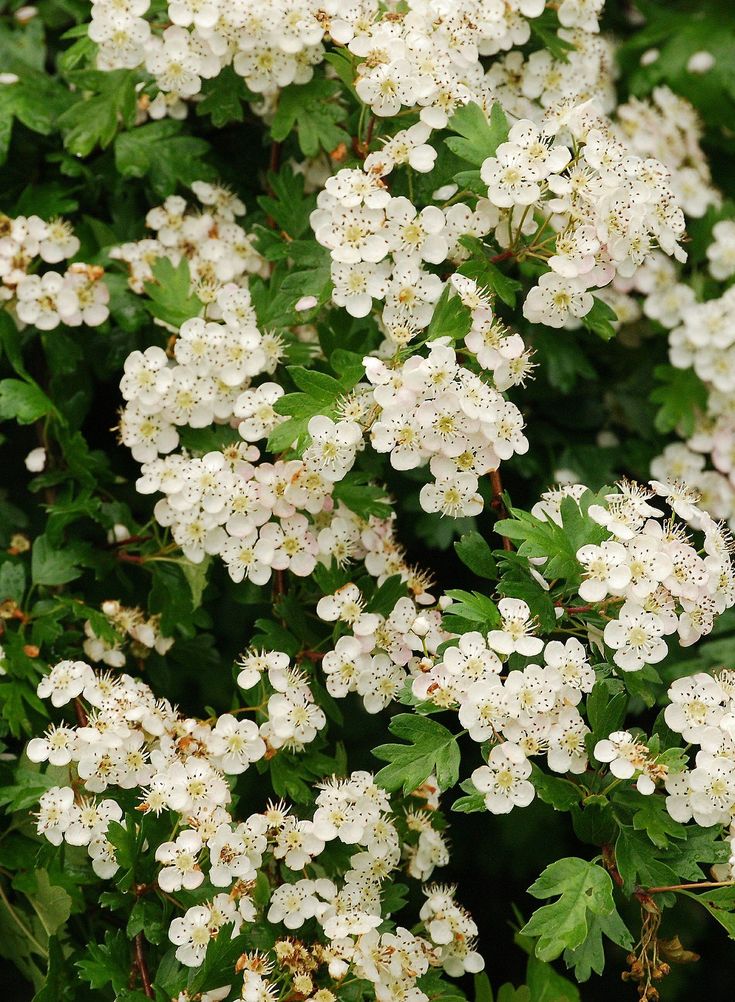 Small white flowering shrub