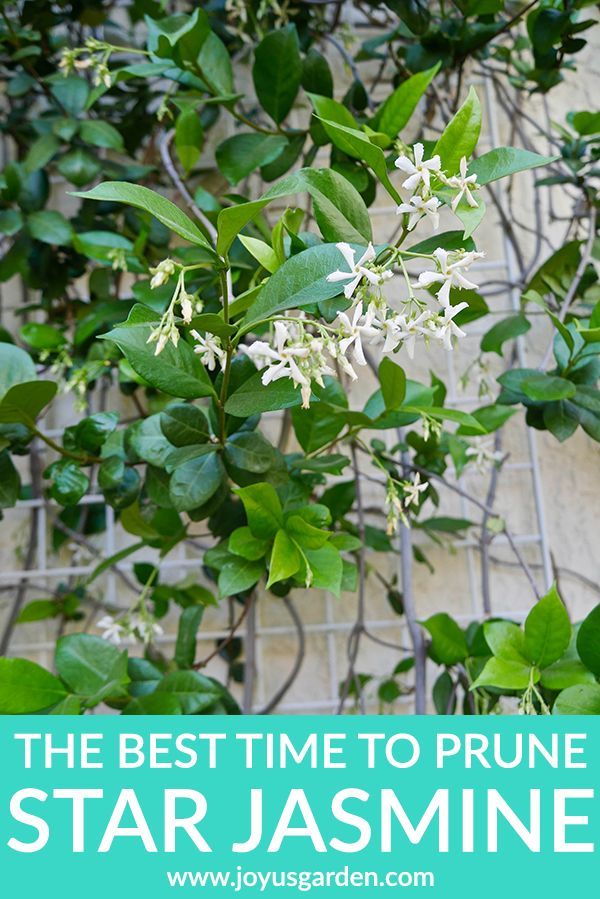 Best way to grow jasmine