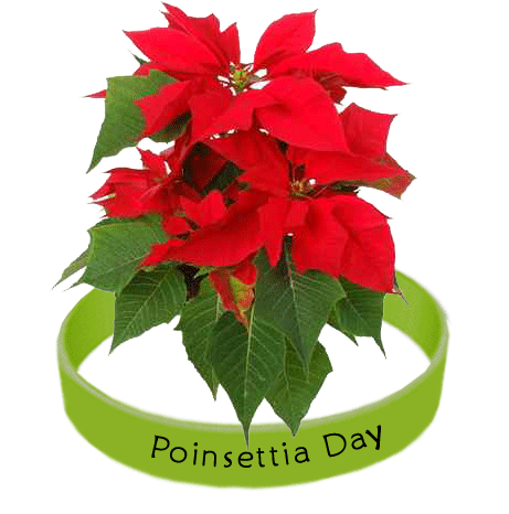 Poinsettia safe for dogs