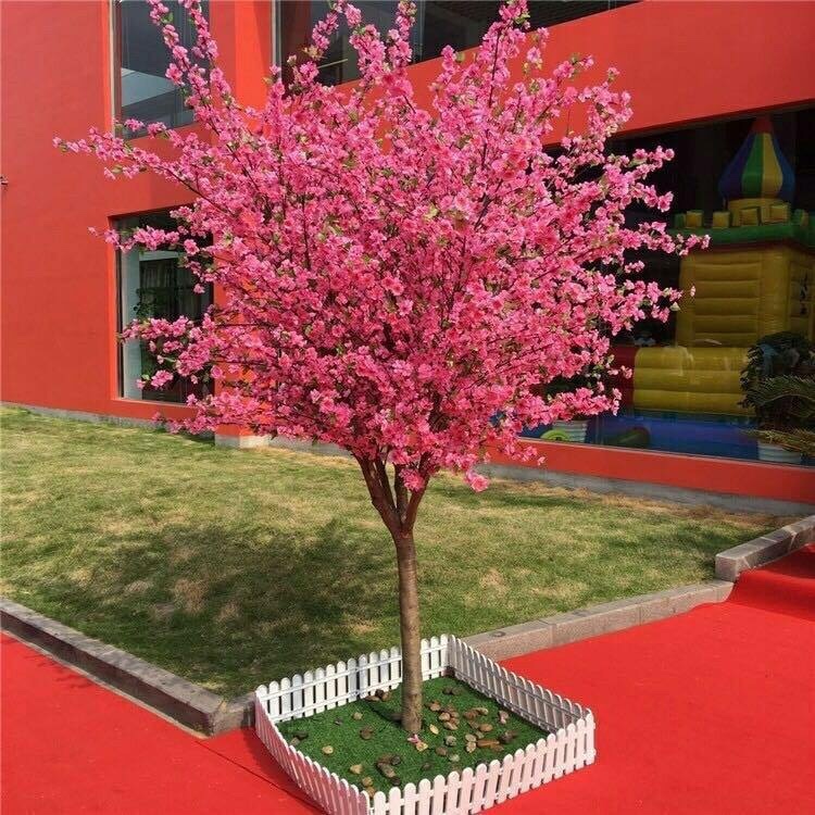 Cherry blossom tree pruning