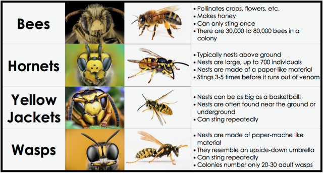 What smell do carpenter bees hate