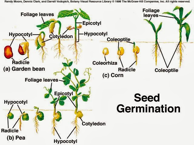 How to plant corn from seedlings