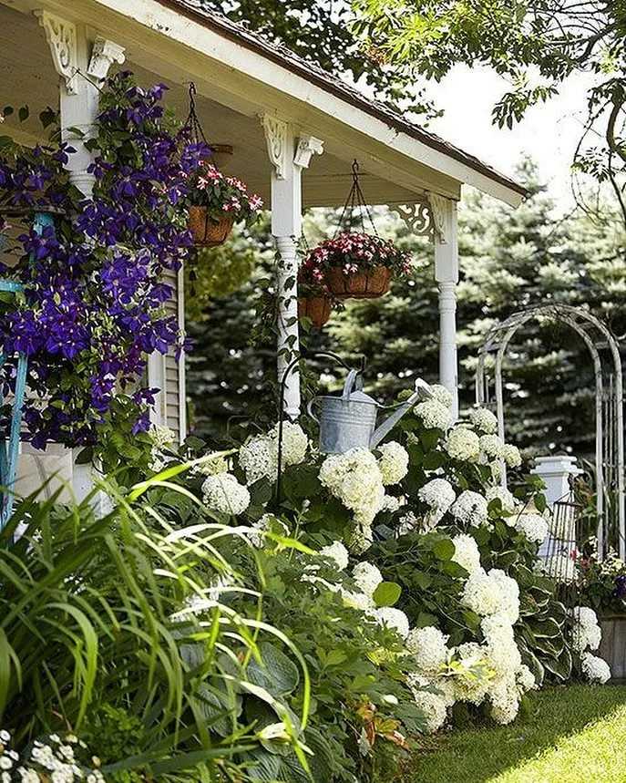 Tall cottage garden plants