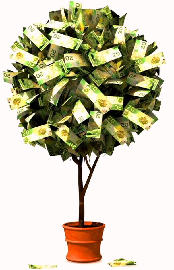 Taking care of money tree