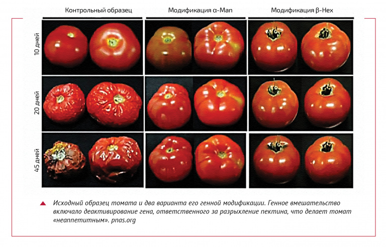 Best time of year to plant tomatoes