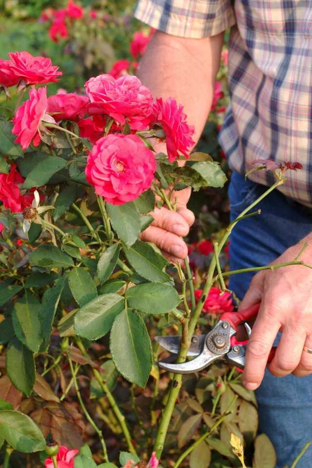 How to cut rose bush for winter
