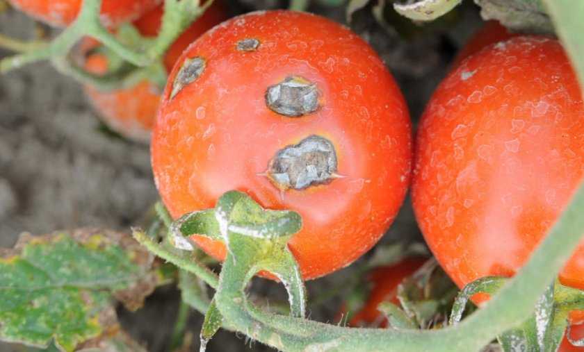 Pictures of tomatoes with blight