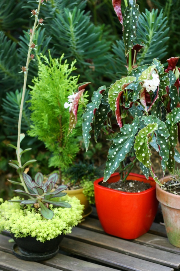 How to winterize potted begonias