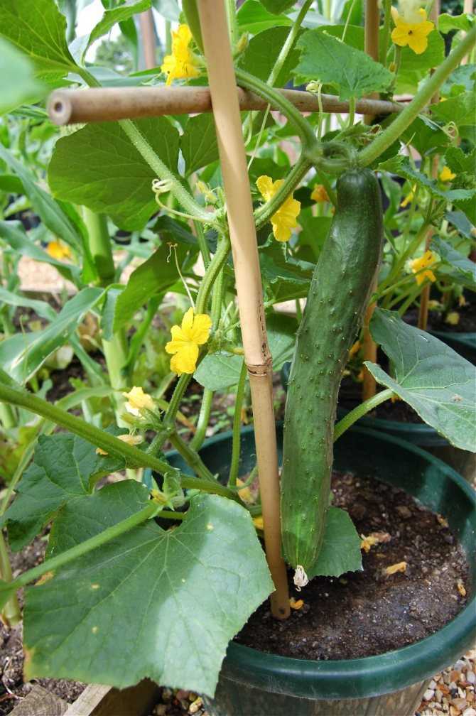 Plant with cucumber