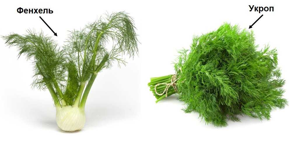 Fennel growing season