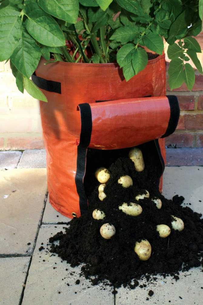 How do you grow potatoes in bags