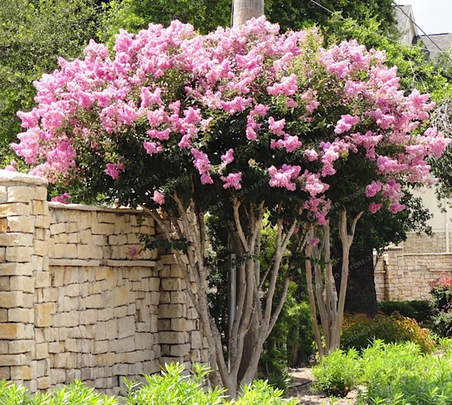 How to prune a crape myrtle