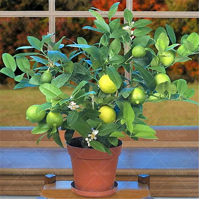 Plant a lemon tree from seed