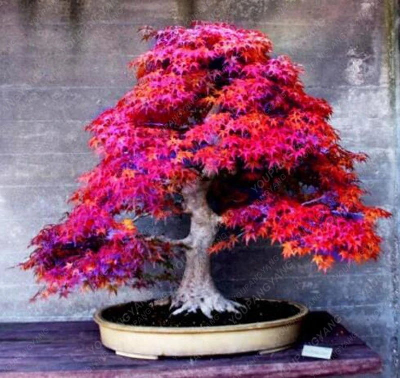 Japanese ornamental maple tree