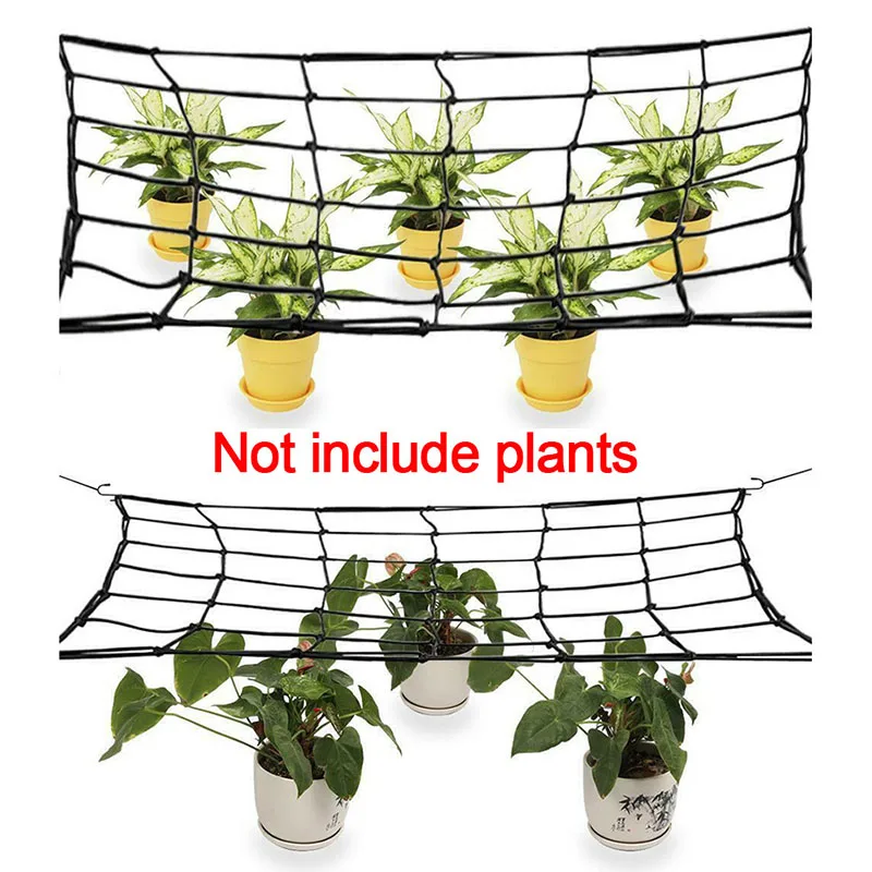 Fast growing plant for trellis