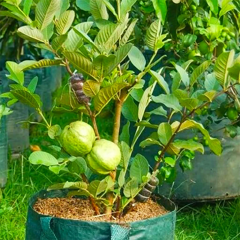 Best trees for container growing