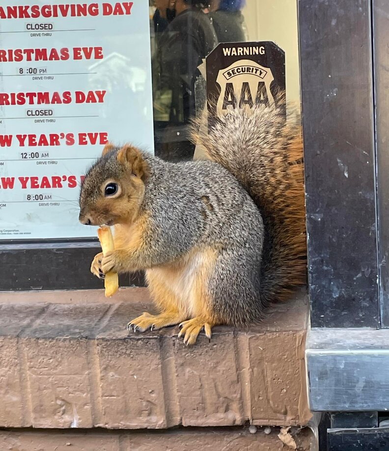 Natural way to keep squirrels away