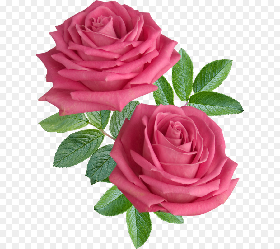 Plant cut roses