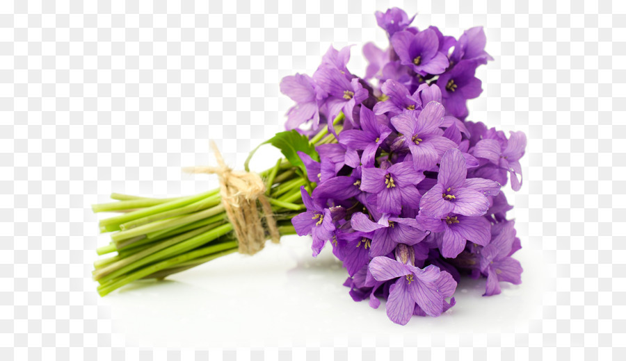 Cutting lavender flowers