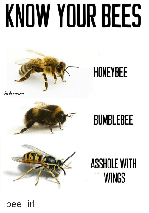 What kills wood boring bees