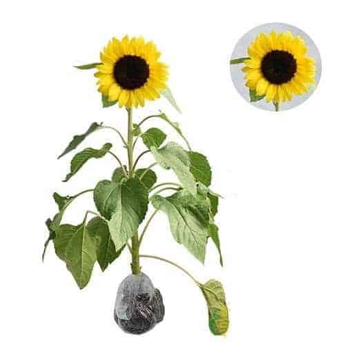 Plant sunflowers in pots