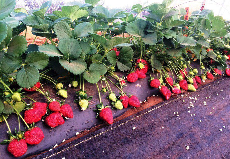 When to grow strawberries