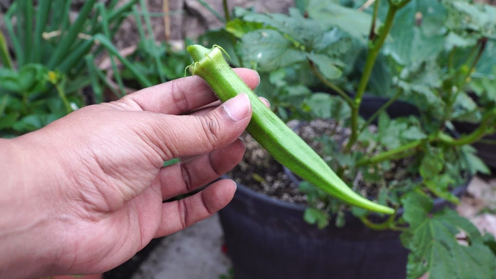 Tips for growing okra