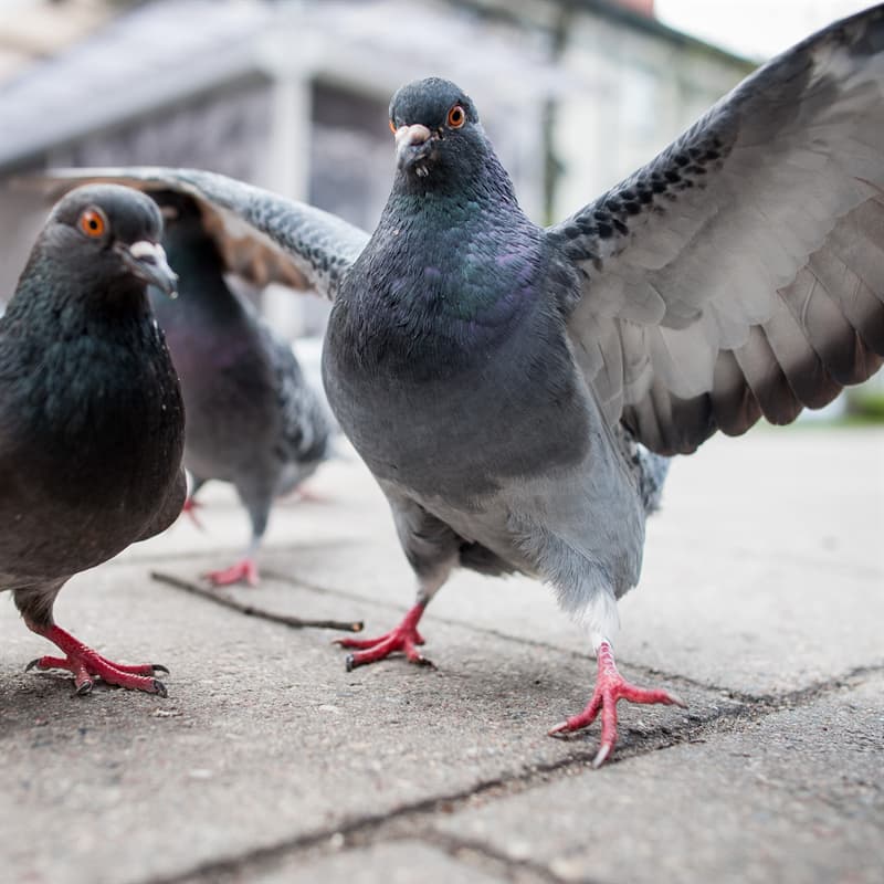 Getting rid pigeons