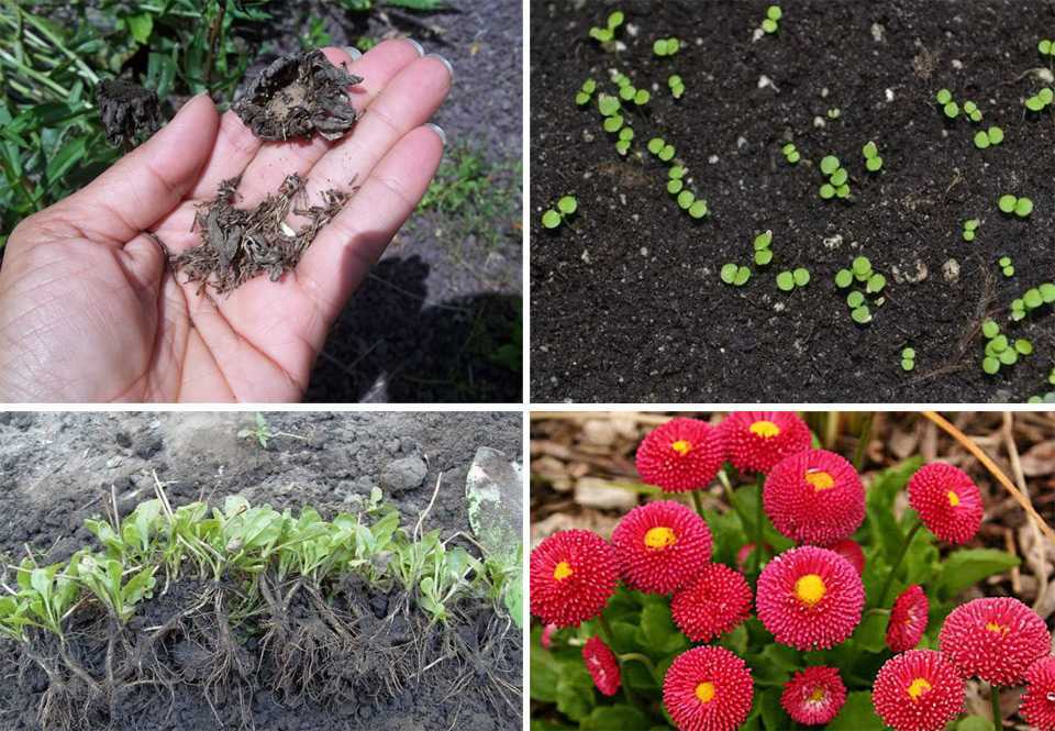 How to harvest zinnia seeds