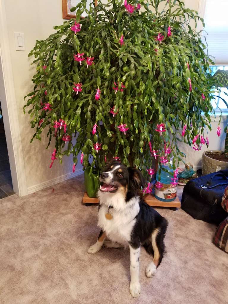 Christmas cactus blooming time