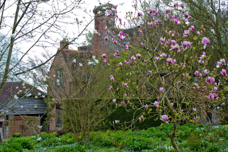 Sissinghurst castle rose