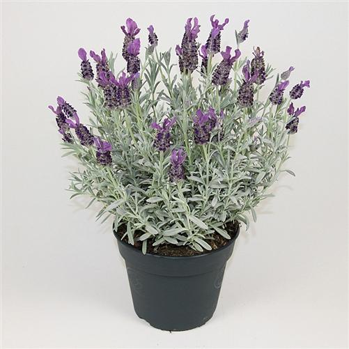 Anouk lavender pruning