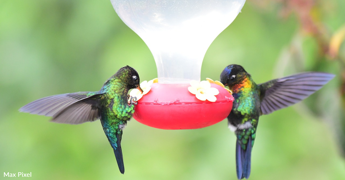 Keep bees away from hummingbird feeders