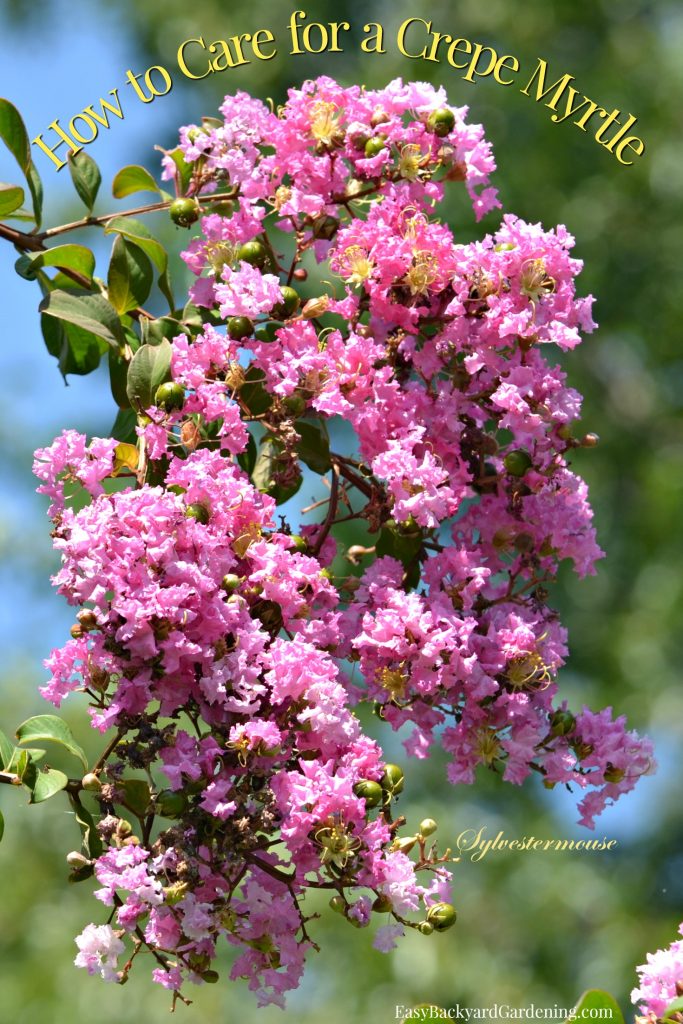 Crepe myrtle bloom