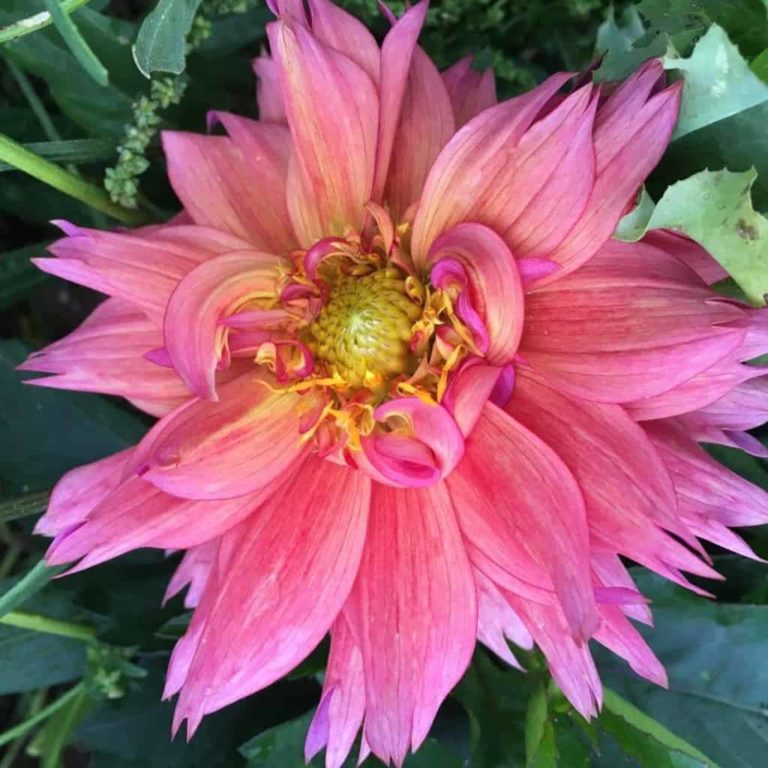 Dahlia bulbs when to plant