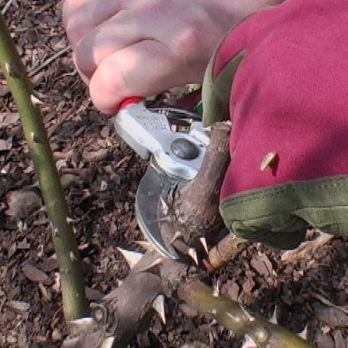 Rose pruning technique
