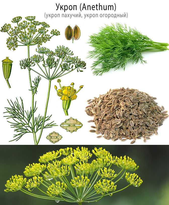 Plant dill from seed