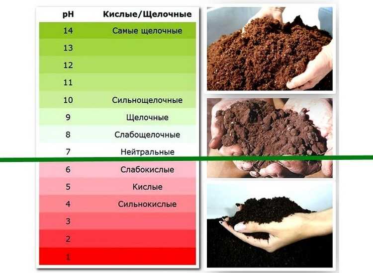 How do i test soil ph