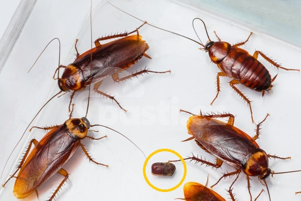 How to get rid of roaches in my house