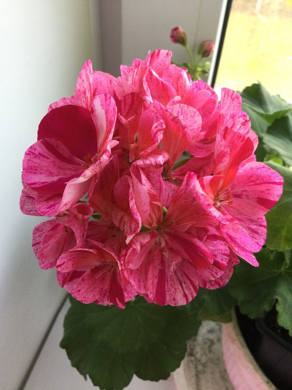 Can geraniums survive winter