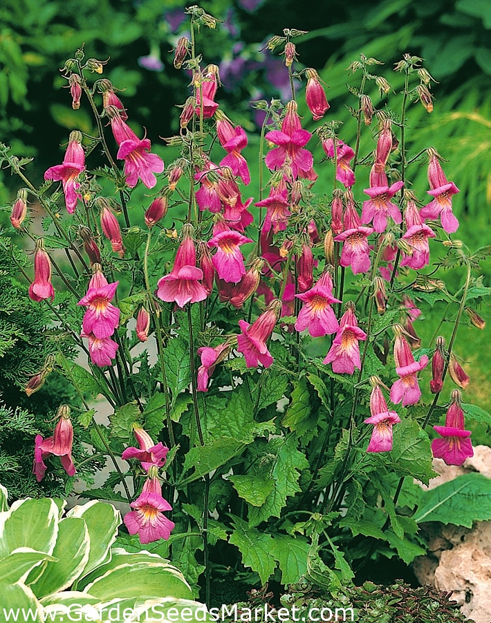 When do you plant foxglove