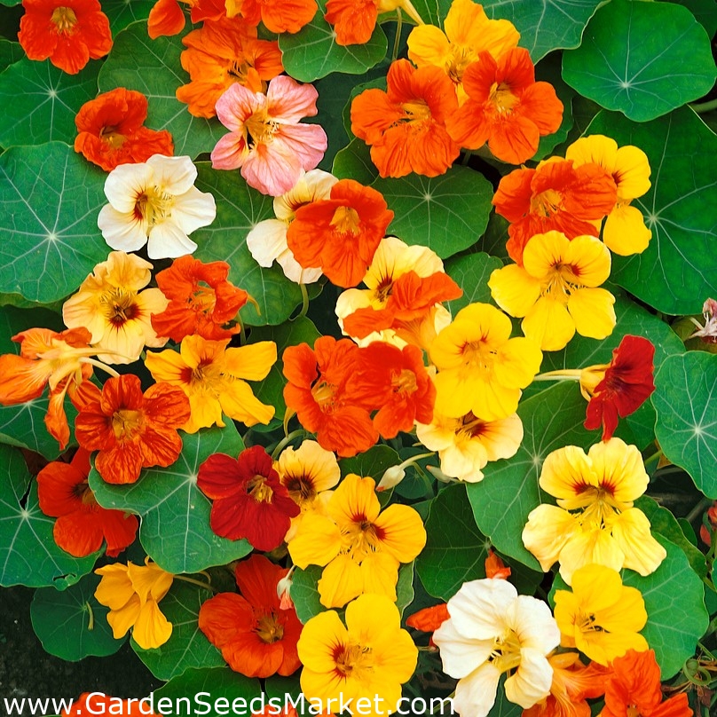 When can i plant nasturtium seeds