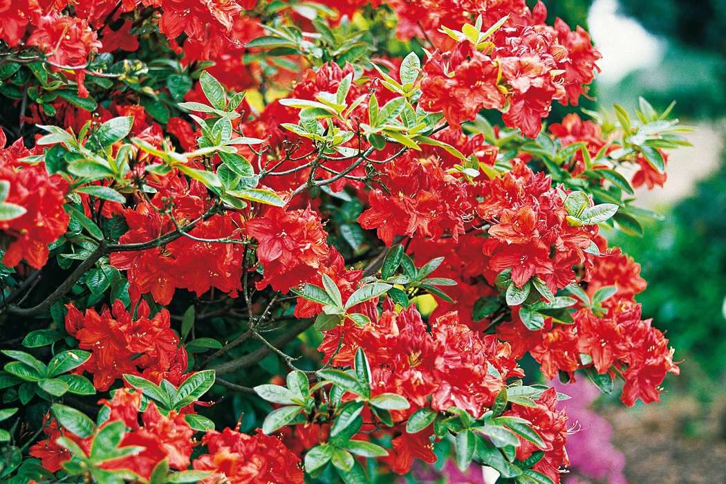 Trim azaleas in the fall