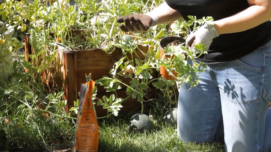 How tall do watermelon plants grow