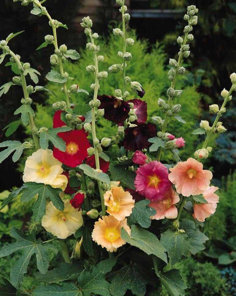 Planting hollyhock seeds in the fall