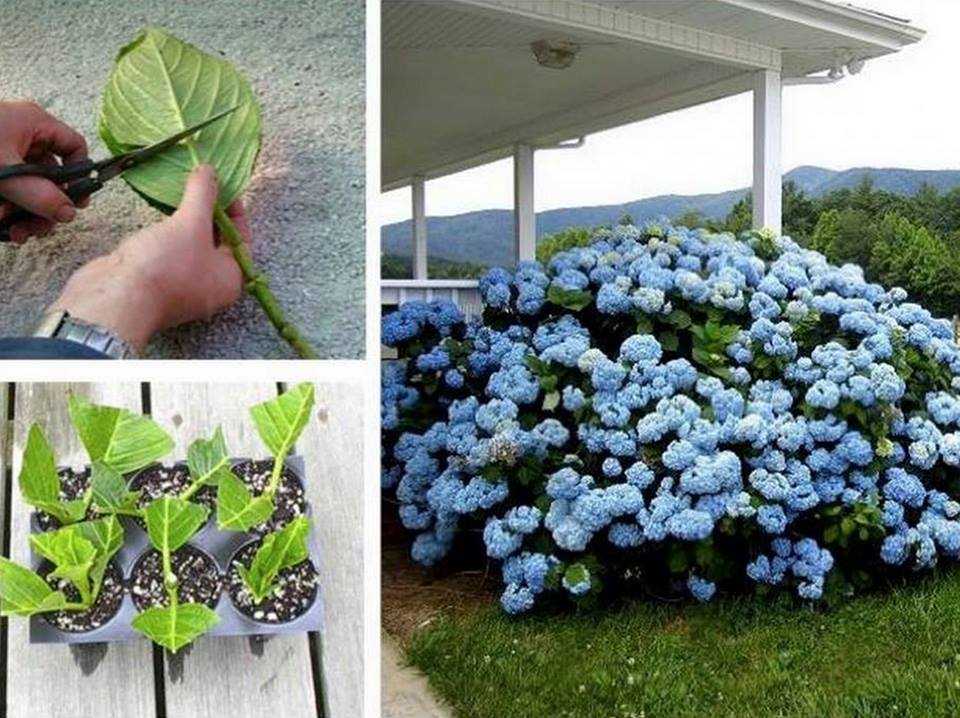 How to cut back hydrangeas for winter