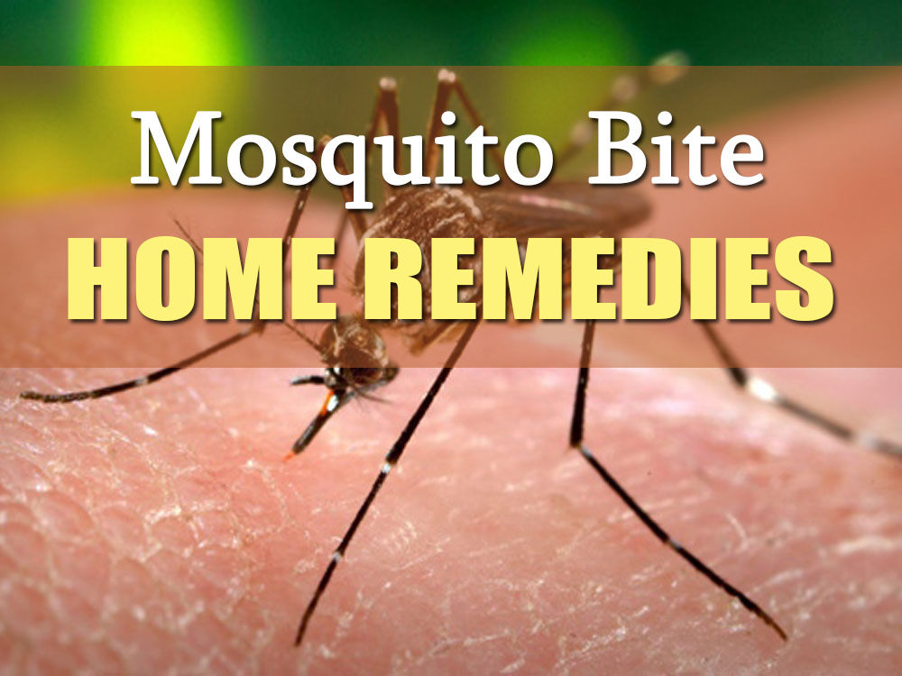 Get rid of mosquitoes in the yard