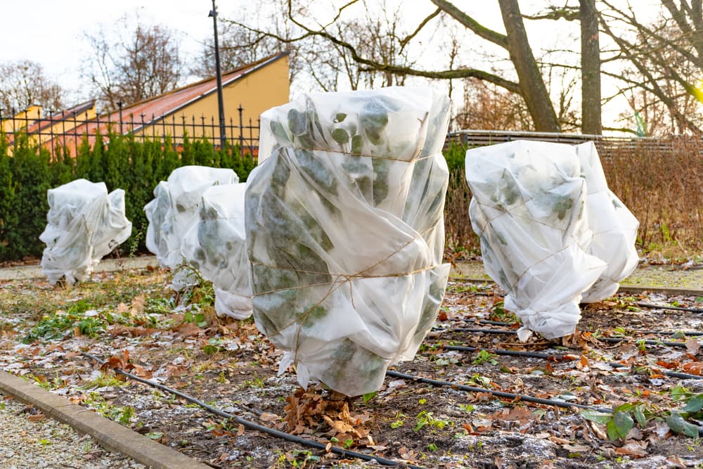 Protect garden plants from frost