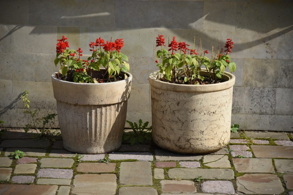 Growing salvias in pots