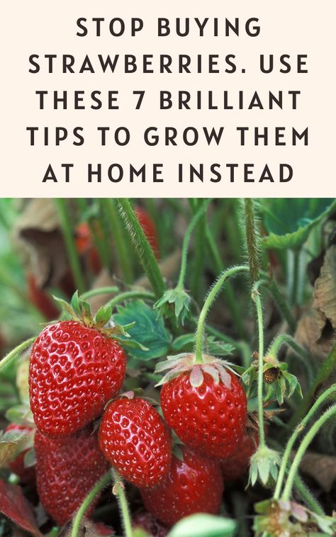 Companion plants with strawberries